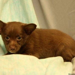 Tozer, Australian Shepherd-Toy Puppy