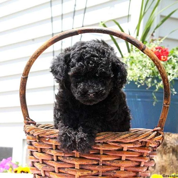 Trace, Toy Poodle Puppy