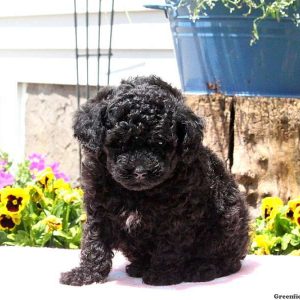 Trace, Toy Poodle Puppy