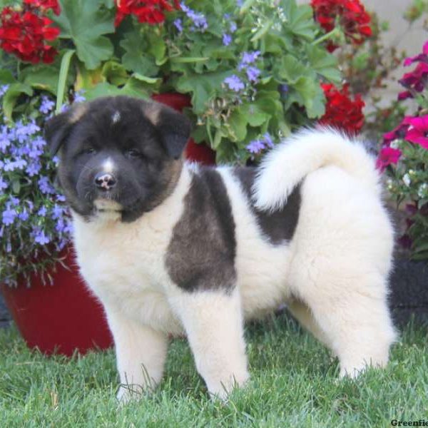 Trevor, Akita Puppy