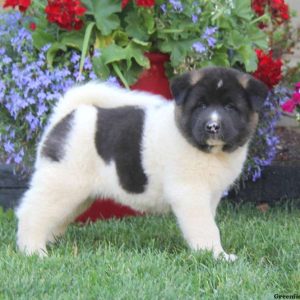 Trevor, Akita Puppy