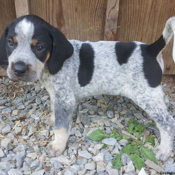 Trigger, Bluetick Coonhound Puppy