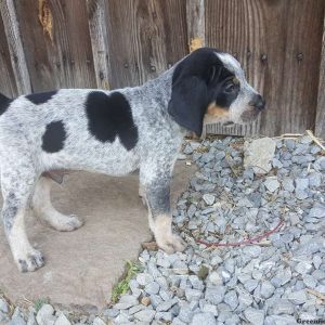 Trigger, Bluetick Coonhound Puppy