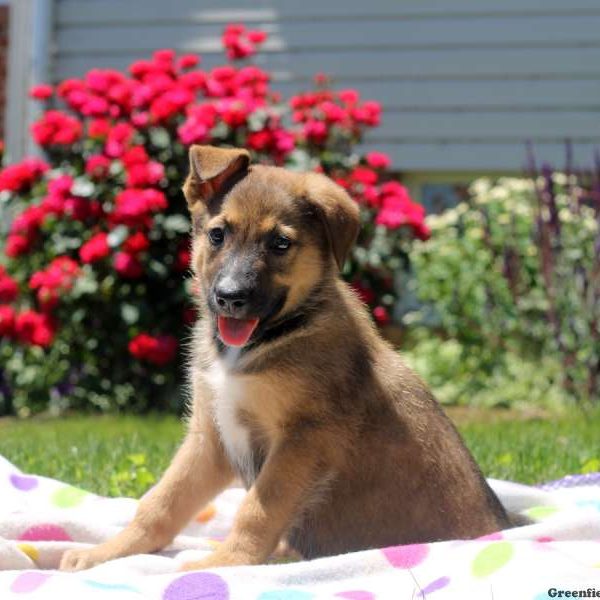 Trista, German Shepherd Mix Puppy