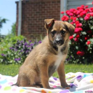 Trista, German Shepherd Mix Puppy