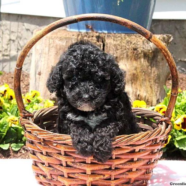 Trudy, Toy Poodle Puppy