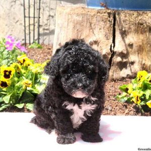 Trudy, Toy Poodle Puppy