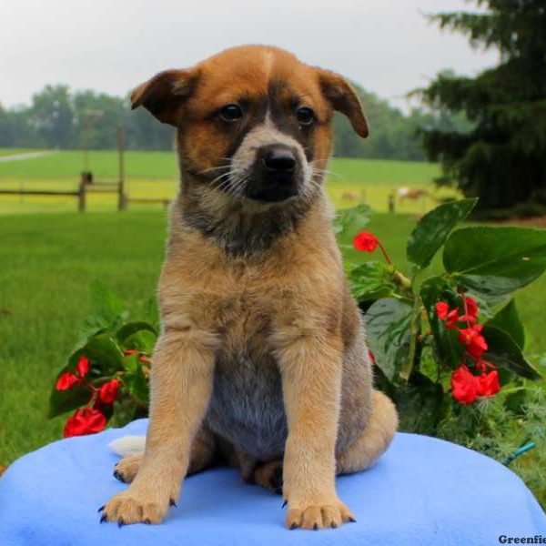 Tucker – Red Heeler, Blue Heeler – Australian Cattle Dog Puppy