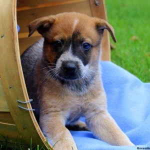 Tucker – Red Heeler, Blue Heeler – Australian Cattle Dog Puppy