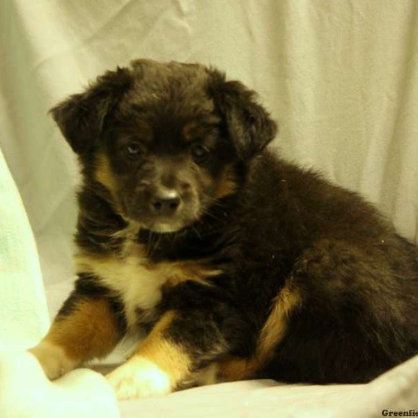 Tulip, Australian Shepherd-Miniature Puppy