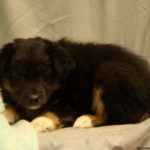 Tulip, Australian Shepherd-Miniature Puppy