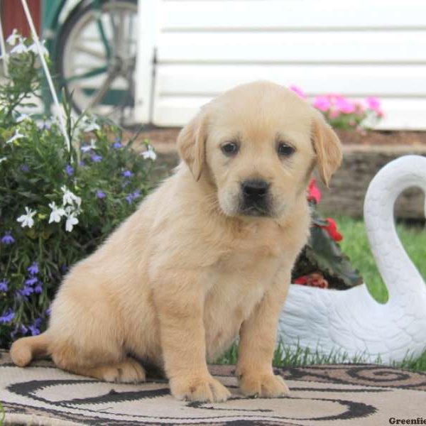 Twila, Golden Labrador Puppy