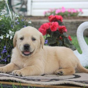 Twila, Golden Labrador Puppy