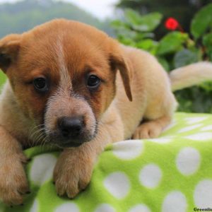 Twinkle – Red Heeler, Blue Heeler – Australian Cattle Dog Puppy