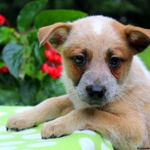 Ty – Red Heeler, Blue Heeler – Australian Cattle Dog Puppy