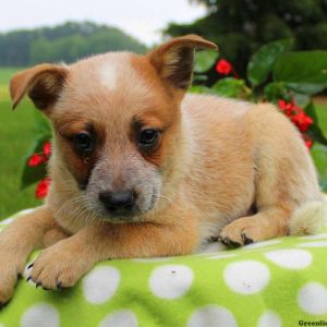 Ty – Red Heeler, Blue Heeler – Australian Cattle Dog Puppy