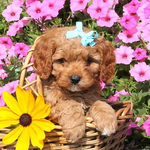 Ty, Cavapoo Puppy