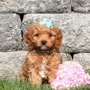 Ty, Cavapoo Puppy