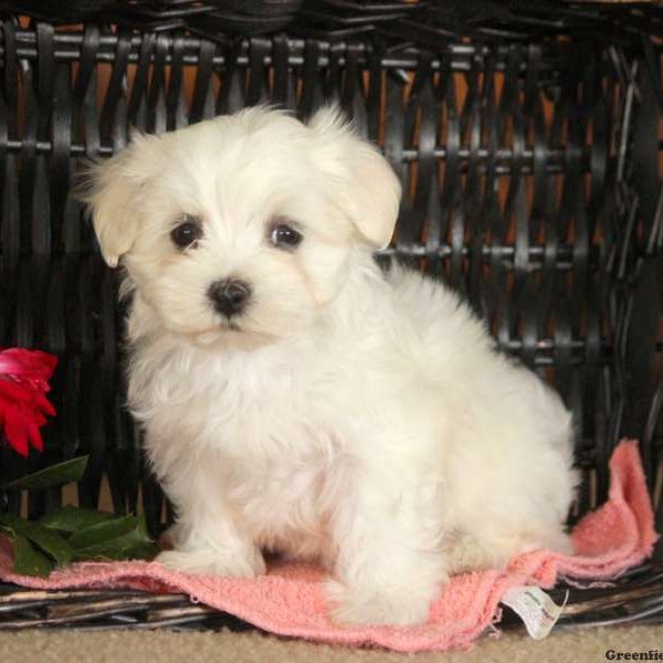 Vera, Maltese Puppy