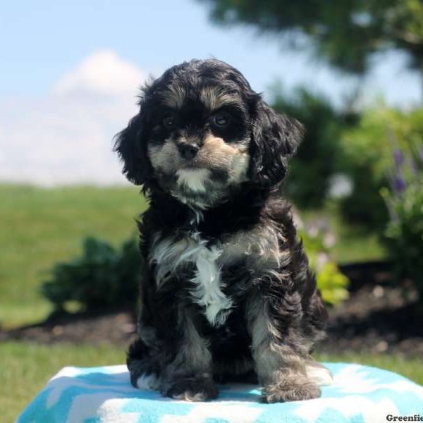 Vera, Cavapoo Puppy