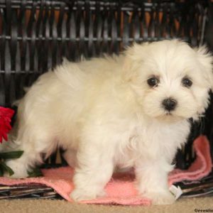 Vera, Maltese Puppy