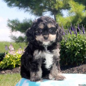 Vera, Cavapoo Puppy