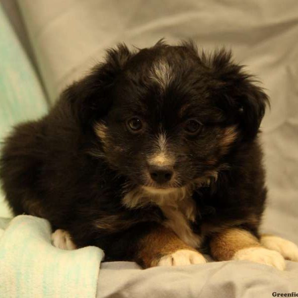 Vern, Australian Shepherd-Miniature Puppy