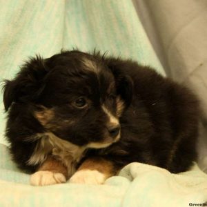 Vern, Australian Shepherd-Miniature Puppy