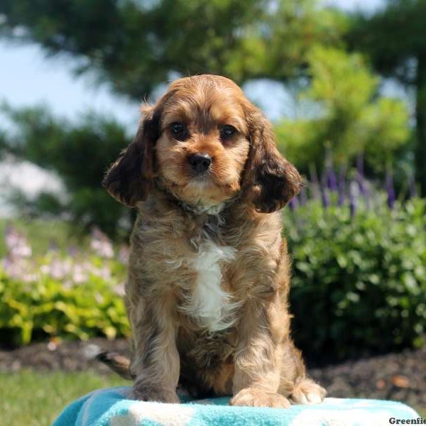 Vince, Cavapoo Puppy