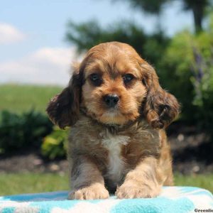 Vince, Cavapoo Puppy