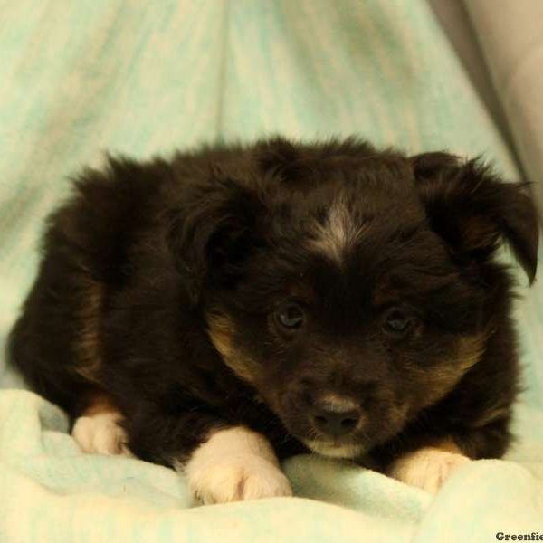 Vinnie, Australian Shepherd-Miniature Puppy