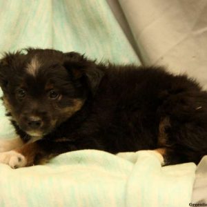 Vinnie, Australian Shepherd-Miniature Puppy