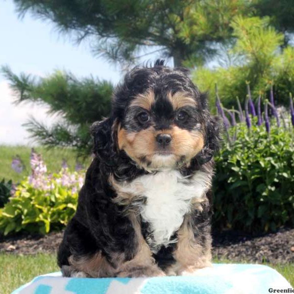 Viola, Cavapoo Puppy