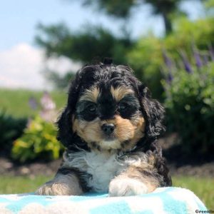 Viola, Cavapoo Puppy