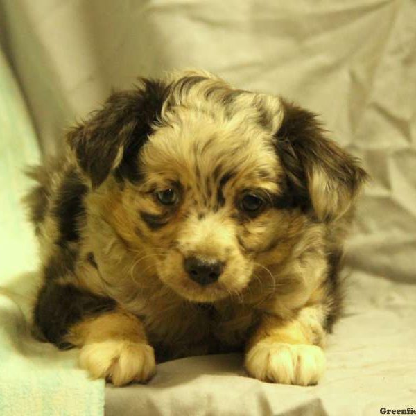 Violette, Australian Shepherd-Miniature Puppy