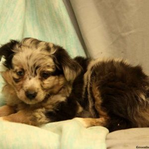 Violette, Australian Shepherd-Miniature Puppy