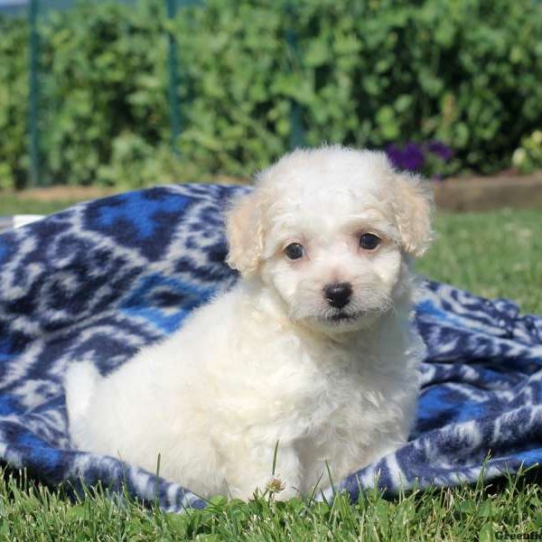 Wade, Bichon Frise Puppy