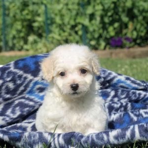 Wade, Bichon Frise Puppy