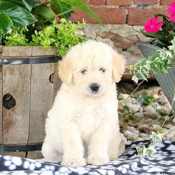 Wanda Sue, Labradoodle-Miniature Puppy