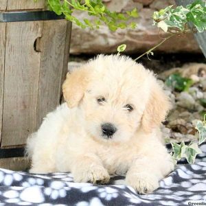 Wanda Sue, Labradoodle-Miniature Puppy