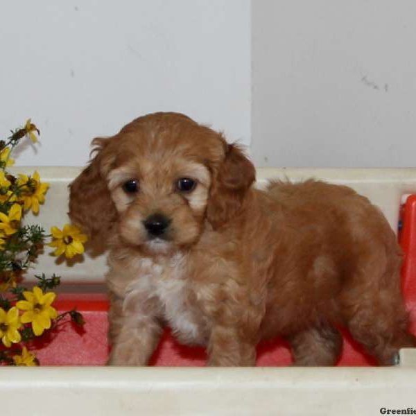 Wanda, Cockapoo Puppy