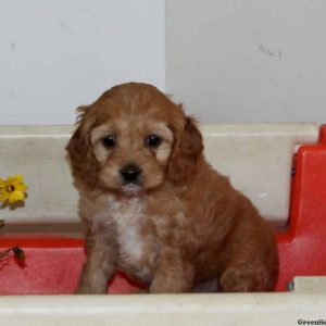 Wanda, Cockapoo Puppy