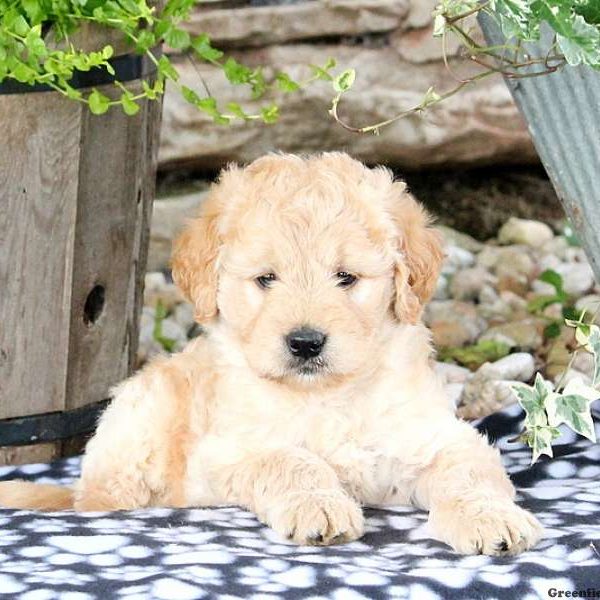 Watson, Labradoodle-Miniature Puppy