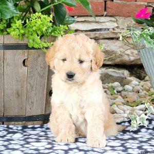 Watson, Labradoodle-Miniature Puppy