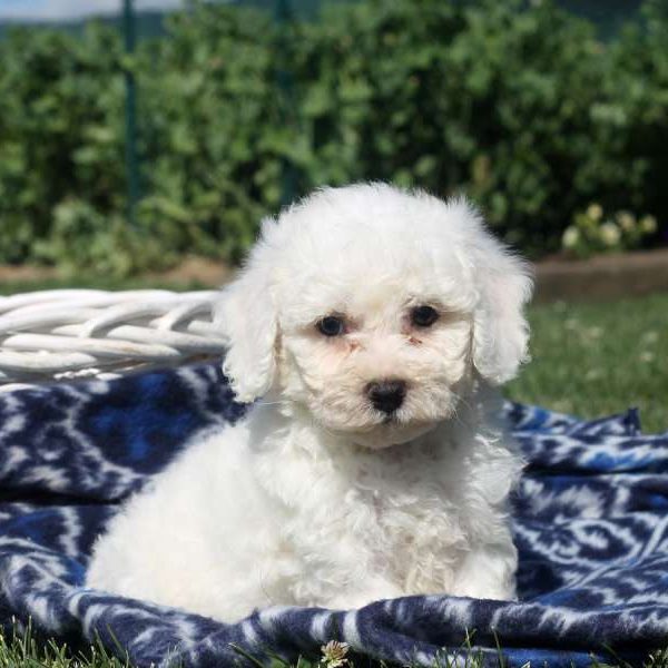 Waylon, Bichon Frise Puppy