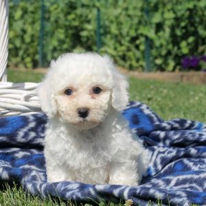 Waylon, Bichon Frise Puppy