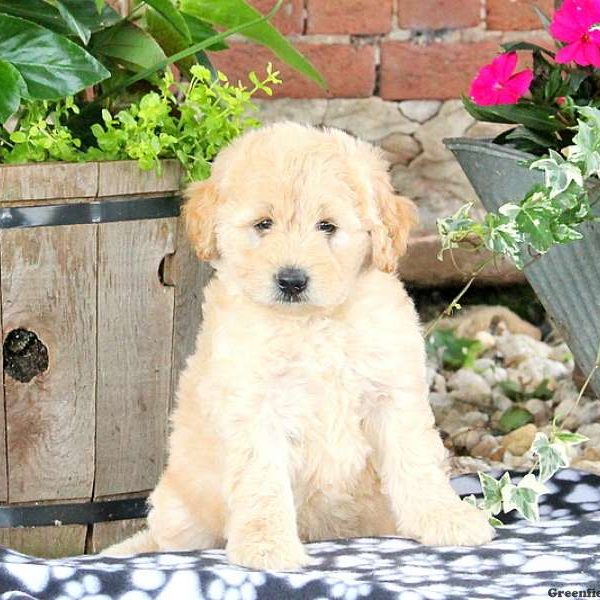 Wendy, Labradoodle-Miniature Puppy