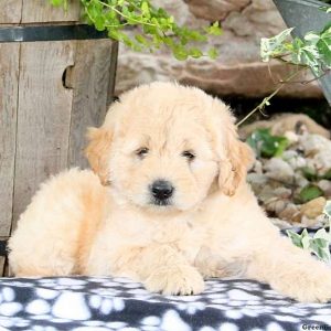 Wendy, Labradoodle-Miniature Puppy