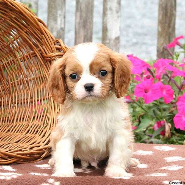 Wescott, Cavalier King Charles Spaniel Puppy