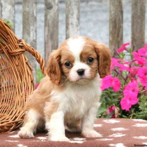 Wescott, Cavalier King Charles Spaniel Puppy